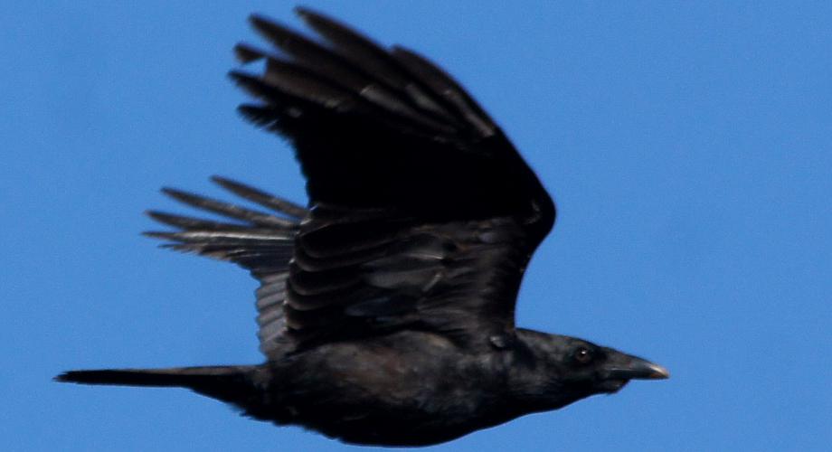 Australian Raven (Corvus coronoides)