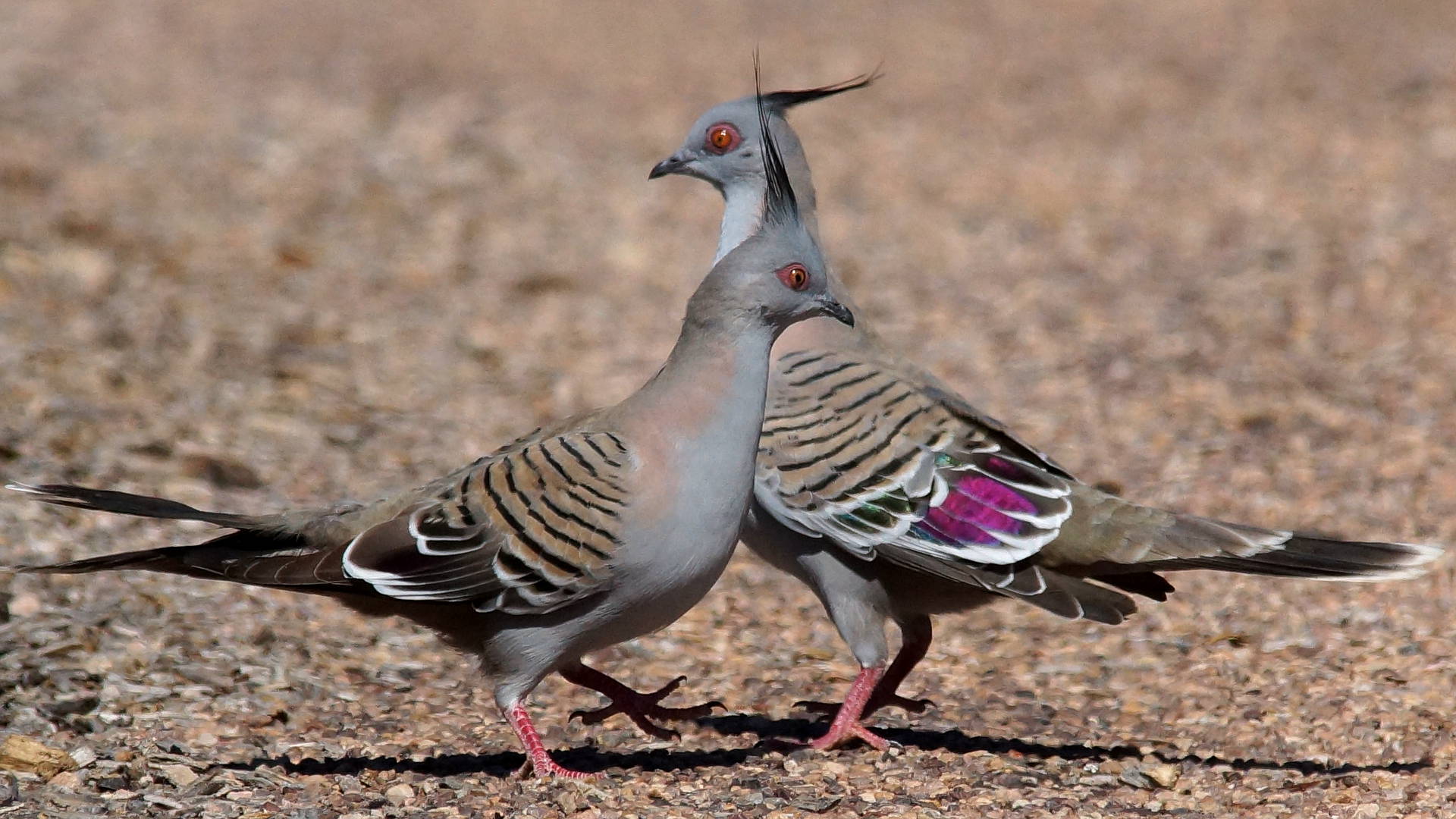 Eastern Crested Pigeon (Ocyphaps lophotes ssp lophotes)