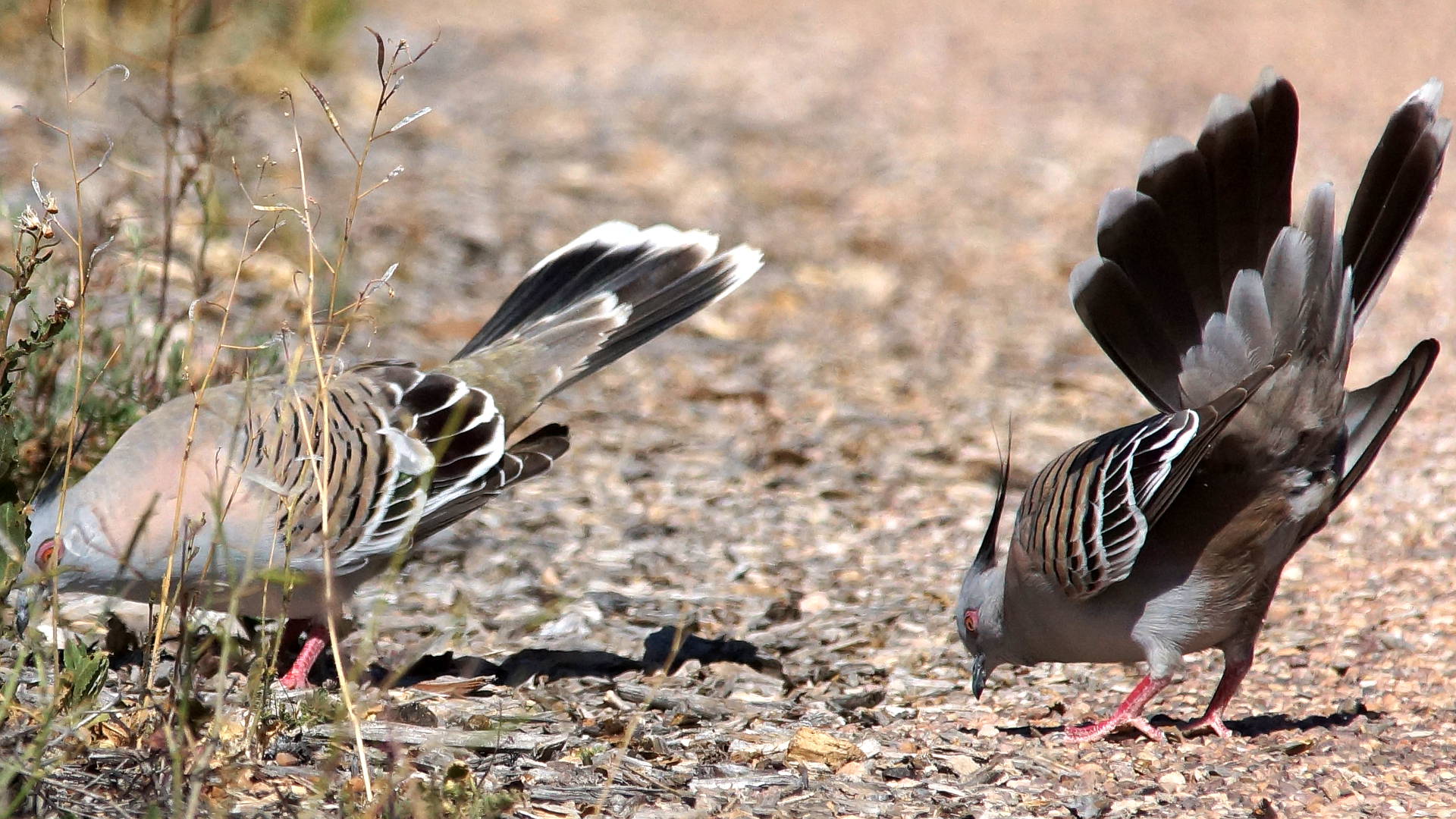 Eastern Crested Pigeon (Ocyphaps lophotes ssp lophotes)