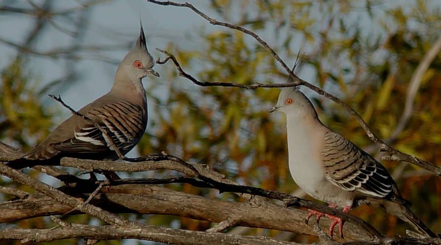 Eastern Crested Pigeon (Ocyphaps lophotes ssp lophotes)