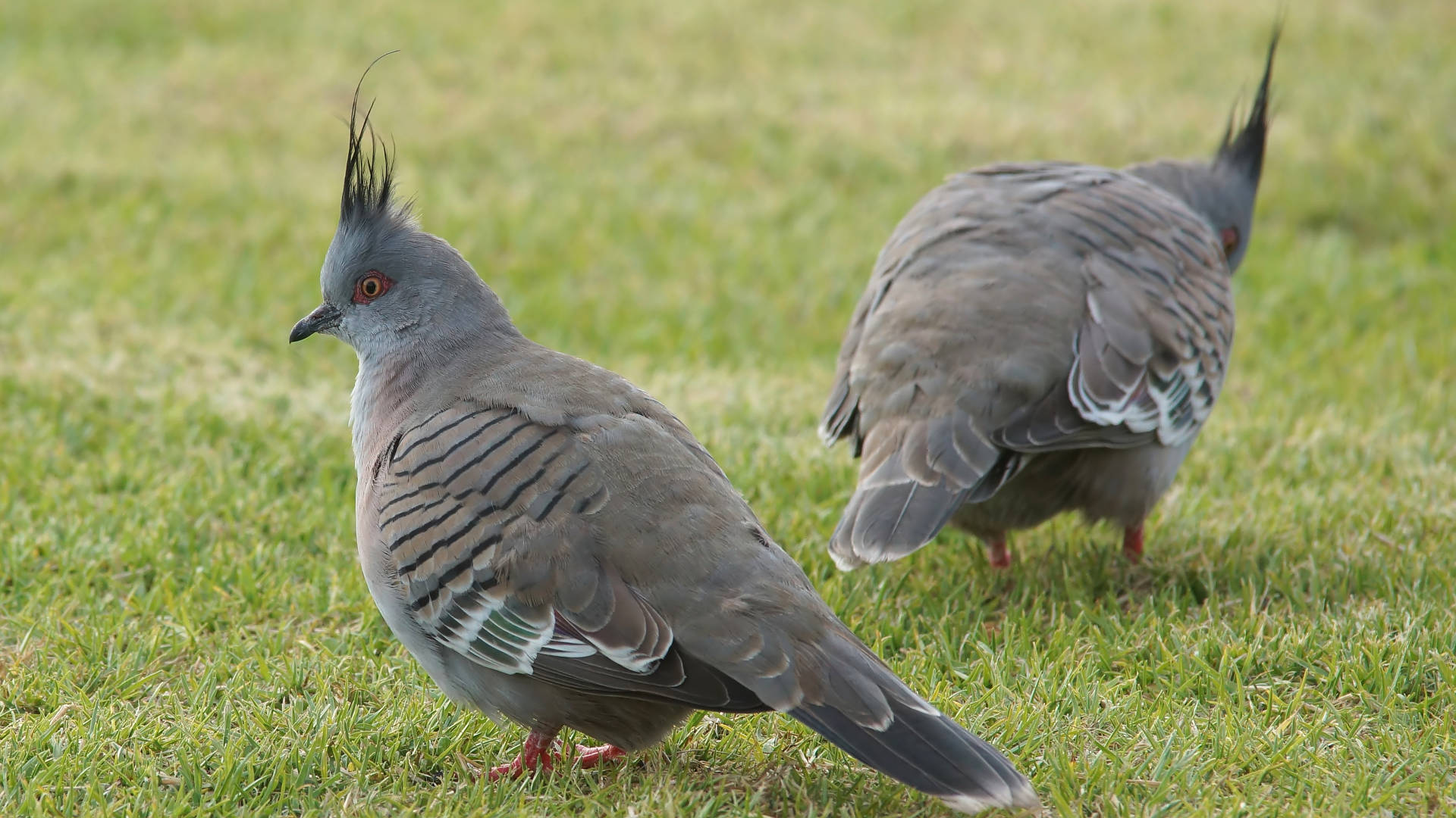 Eastern Crested Pigeon (Ocyphaps lophotes ssp lophotes)