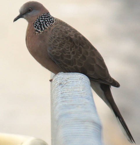 Spotted Turtle-dove (Spilopelia chinensis)