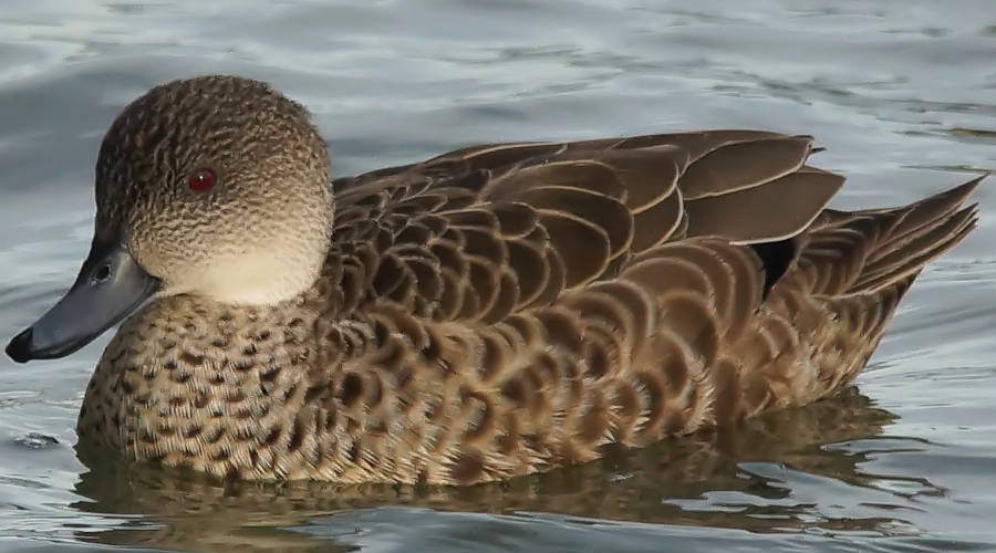 Grey Teal (Anas (Nettion) gracilis ssp gracilis)