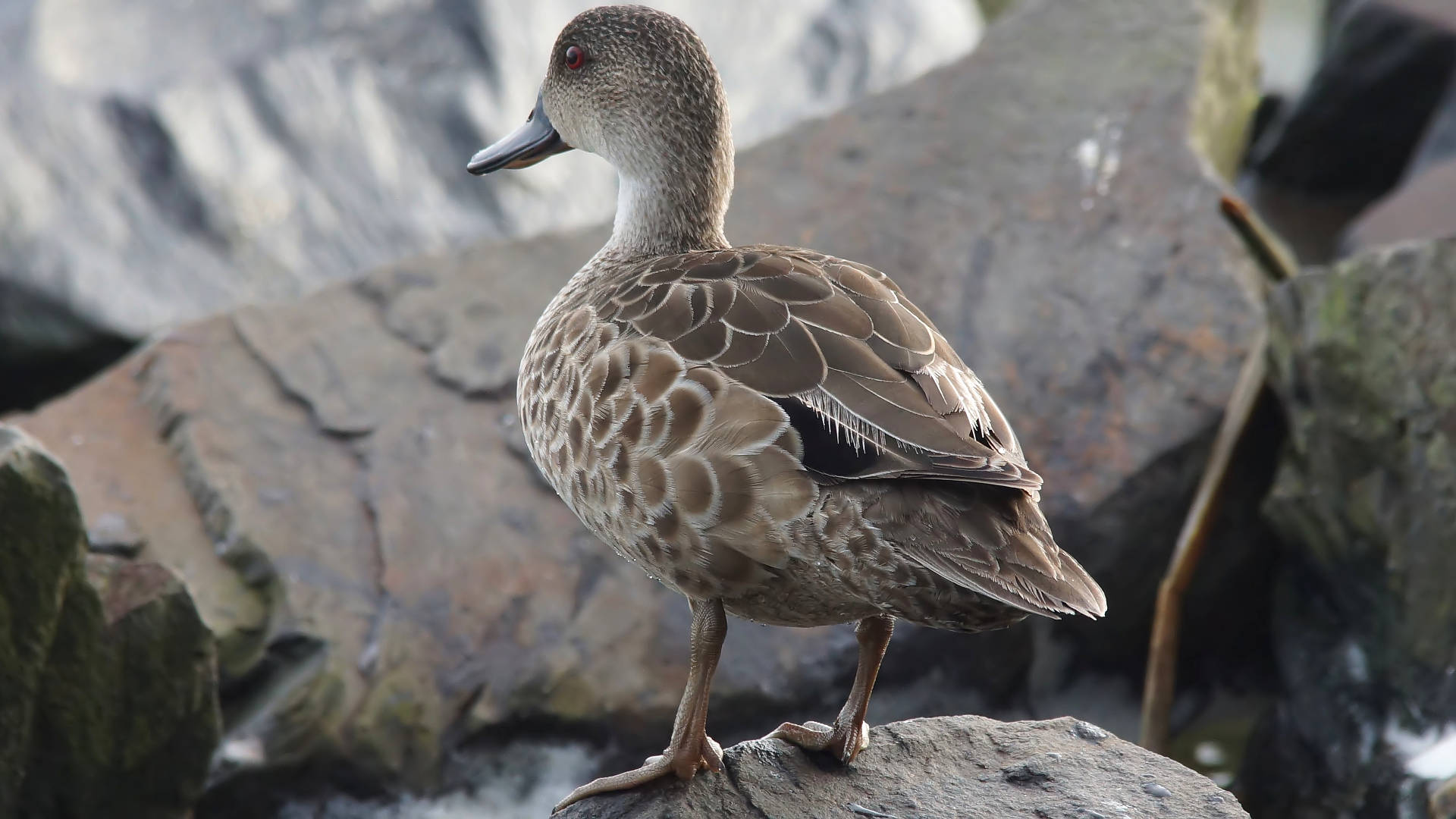 Grey Teal (Anas (Nettion) gracilis ssp gracilis)