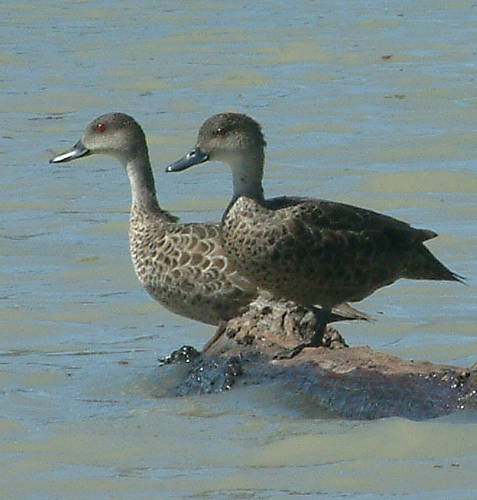 Grey Teal (Anas (Nettion) gracilis ssp gracilis)