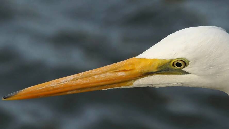 Eastern Great Egret (Ardea alba ssp modesta)