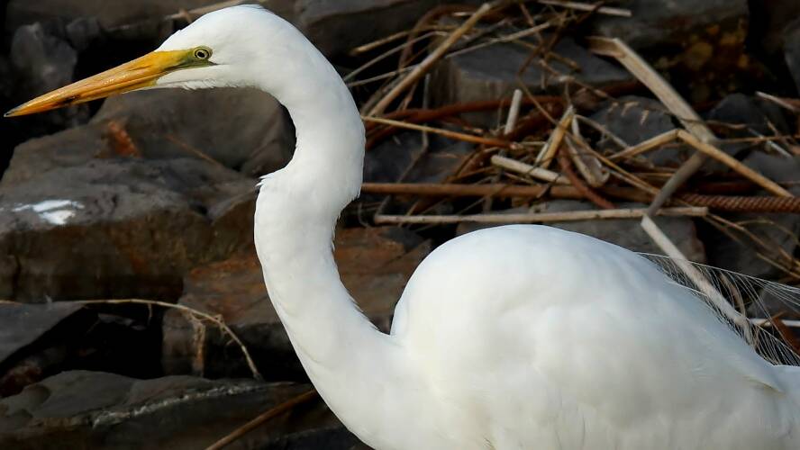 Eastern Great Egret (Ardea alba ssp modesta)