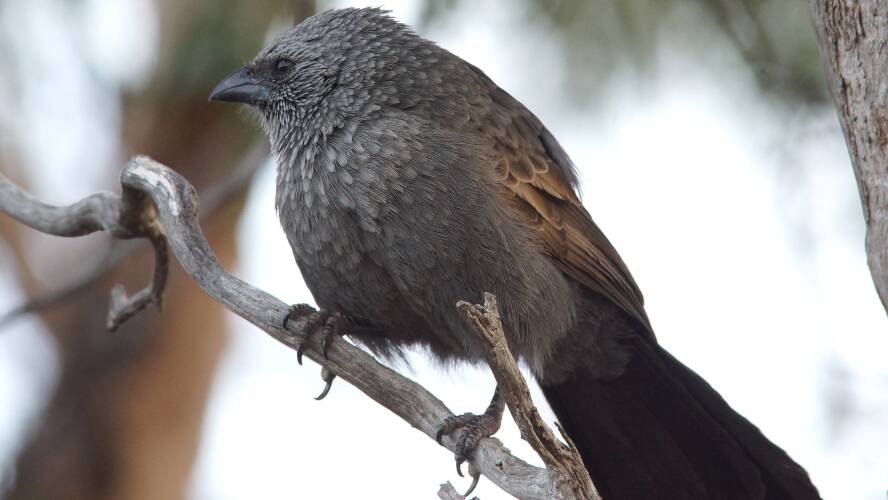 Southern Apostlebird (Struthidea cinerea ssp cinerea)