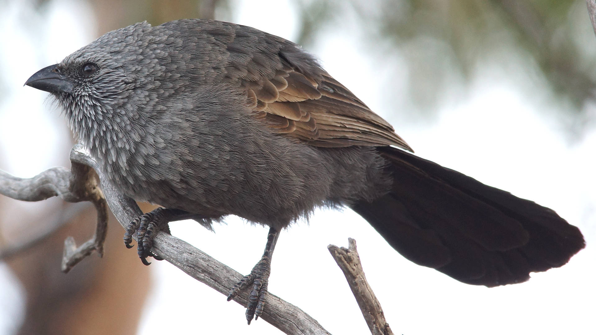 Southern Apostlebird (Struthidea cinerea ssp cinerea)