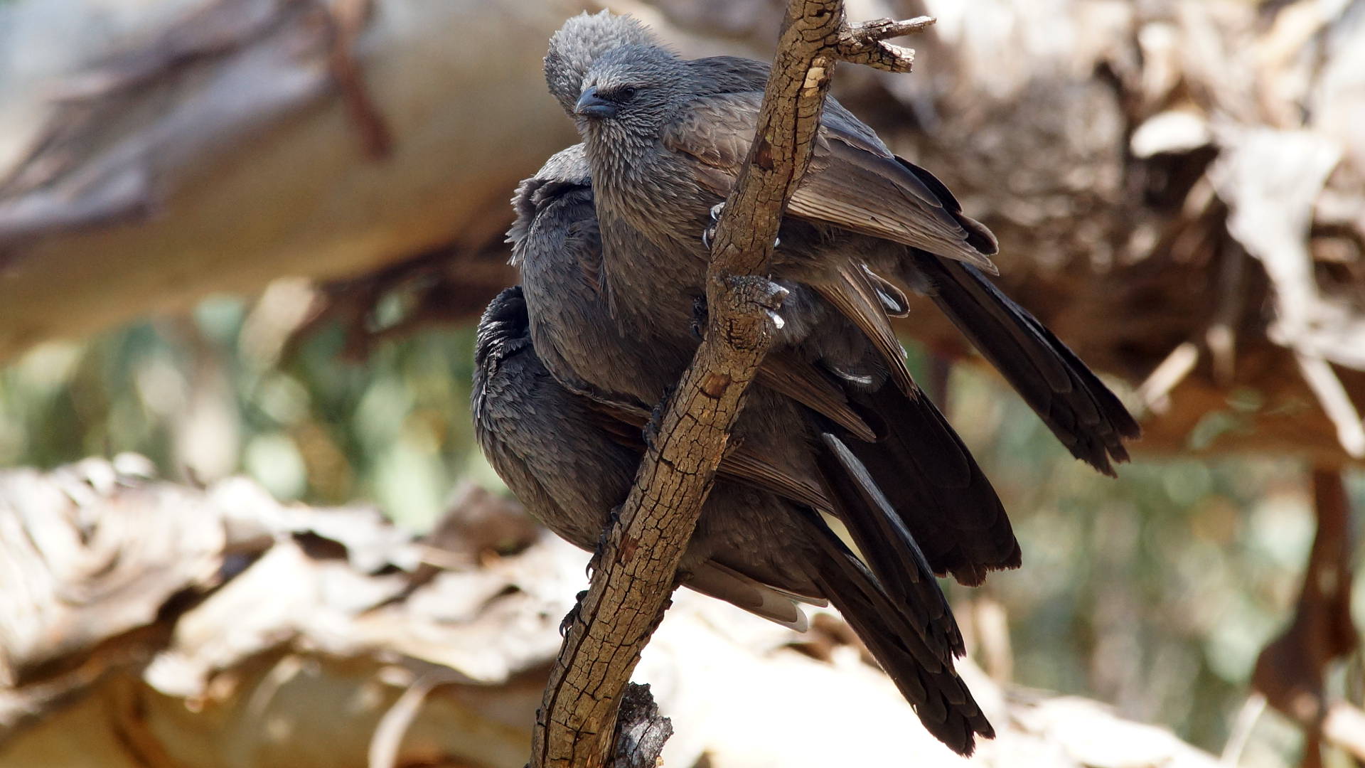 Southern Apostlebird (Struthidea cinerea ssp cinerea)