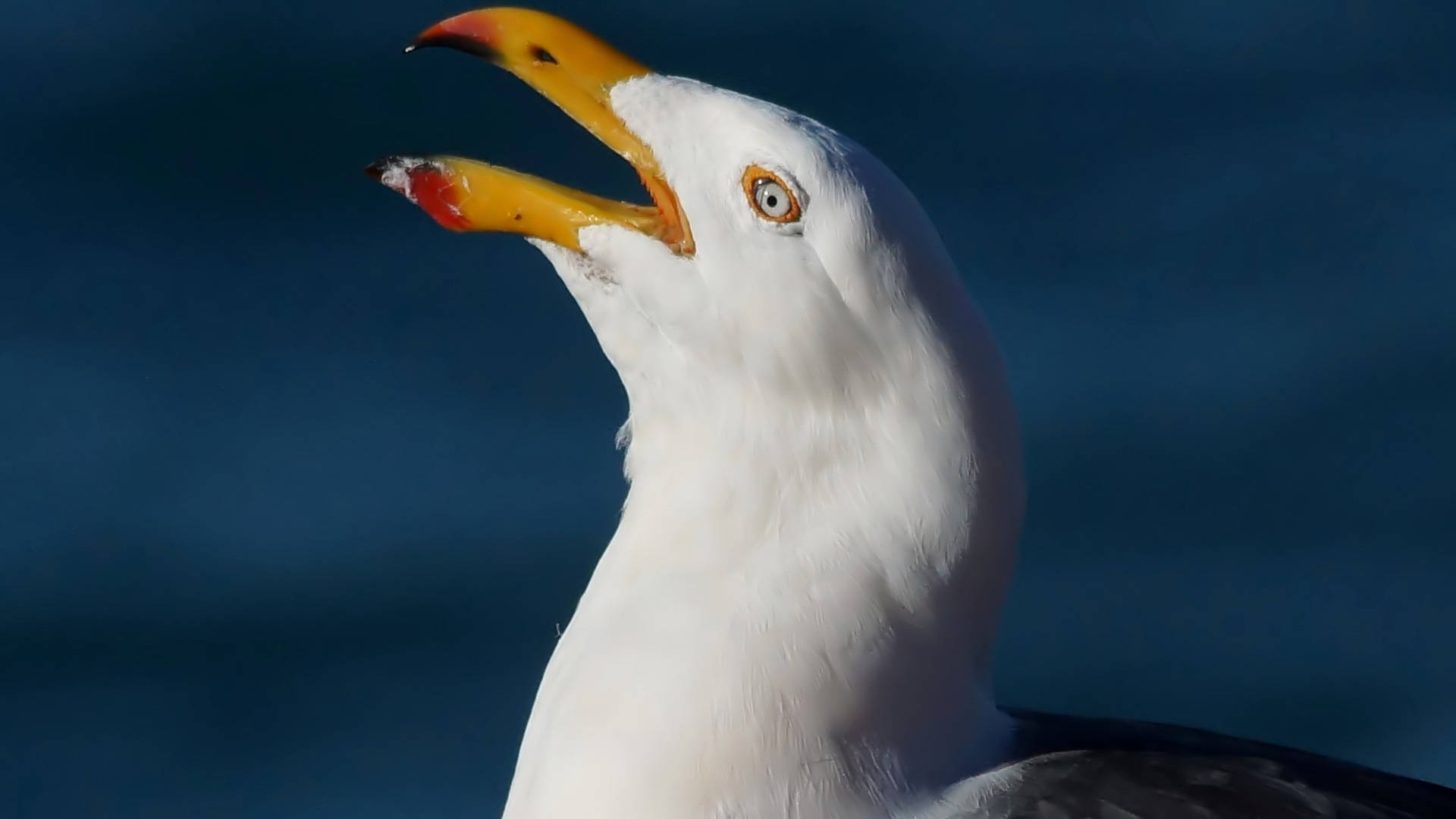 West Coast Pacific Gull (Larus pacificus ssp georgii)