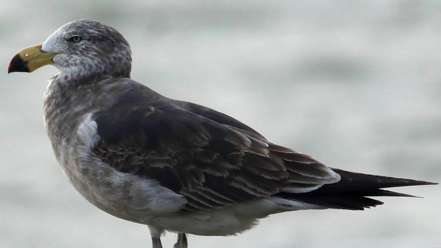 West Coast Pacific Gull (Larus pacificus ssp georgii)