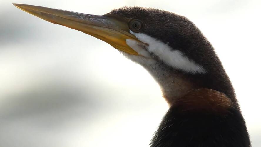 Australian Darter (Anhinga novaehollandiae ssp novaehollandiae)