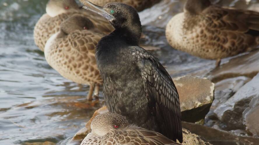 Little Black Cormorant (Phalacrocorax (Phalacrocorax) sulcirostris)