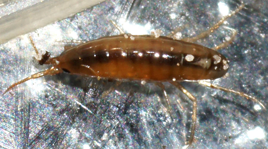Terrestrial Amphipod (Talitridae sp)