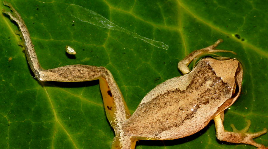 South Australian Tree Frog (Litoria calliscelis)