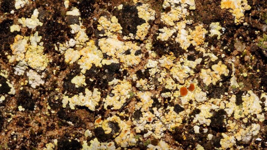 Cranfield's Sulphur Lichen (Gyalolechia cranfieldii)