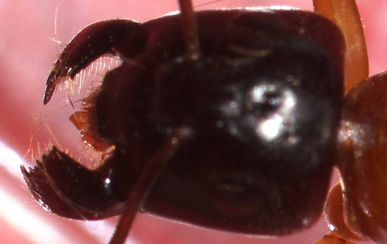 Nocturnal Sugar Ant (Camponotus consobrinus)