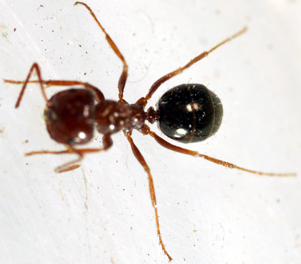 Small Arid Honey-carrying Ant (Melophorus sp ES02)