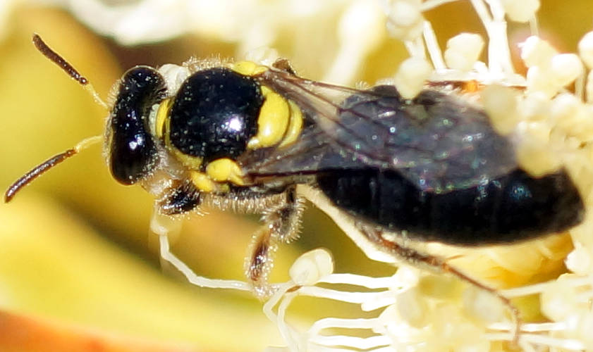 Yellow Masked Bee (Hylaeus sp ES02)