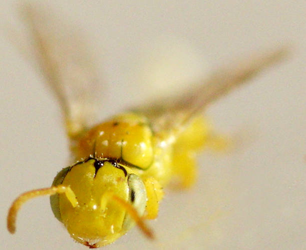 Yellow Dwarf Bee (Xanthesma (Xanthesma) sp)