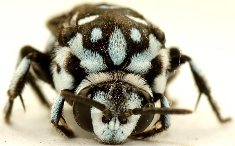 Chequered Cuckoo Bee (Thyreus caeruleopunctatus)