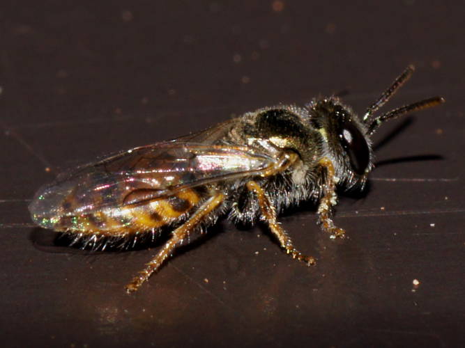 Colletid Bee (Euhesma bronzus)