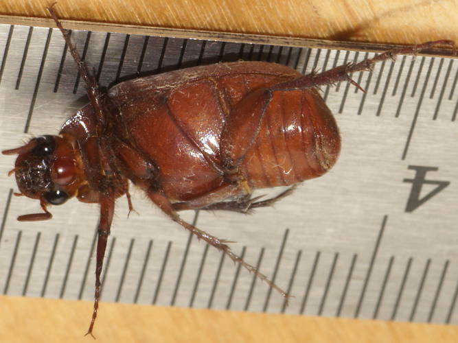Long Legged Scarab Beetle (Melolonthinae sp ES09)