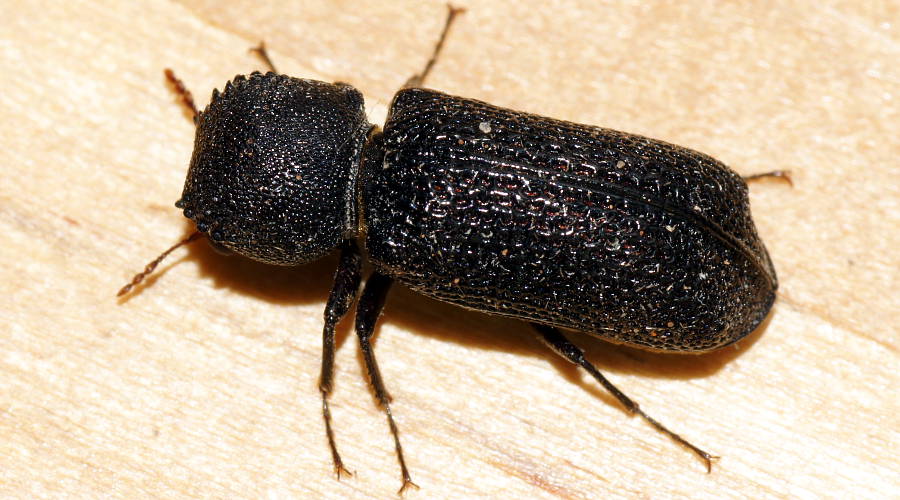 Twig Borer Beetle (Bostrychopsis jesuita)