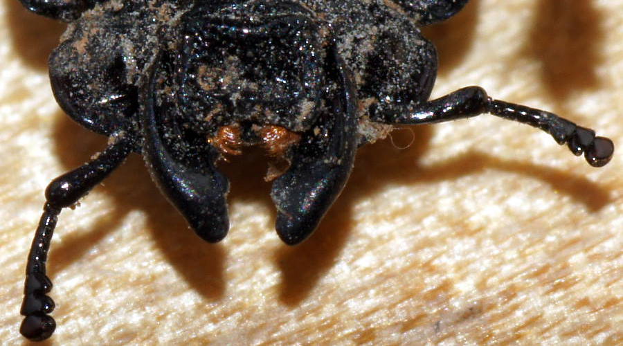 Black Stag Beetle