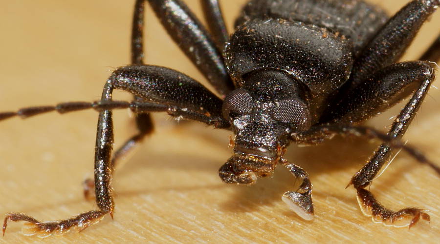 Black Comb-clawed Beetle (Alleculini sp ES01)