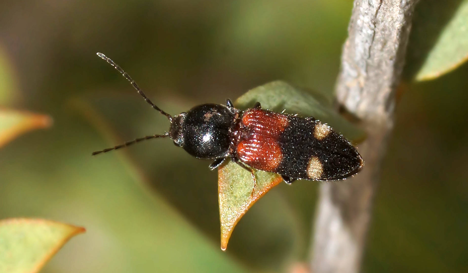Lovely Red Click Beetle (Austrocardiophorus amabilis)