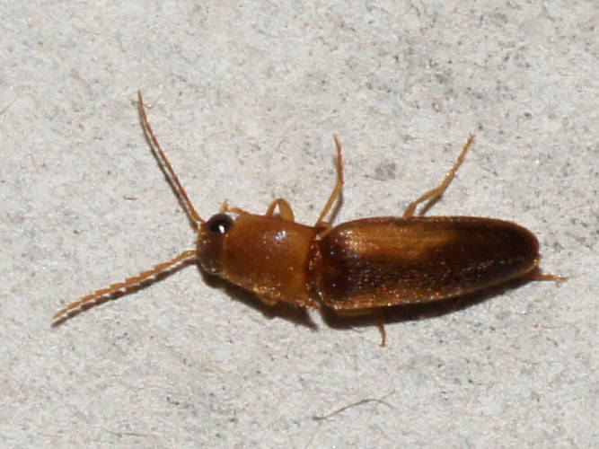 Small Click Beetle (Elateridae sp ES05)