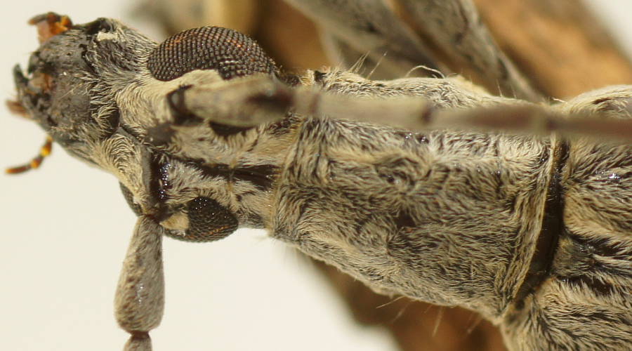 Black-waisted Longhorn Beetle (Uracanthus griseus)