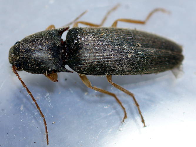 Black Click Beetle (Elateridae sp ES03)