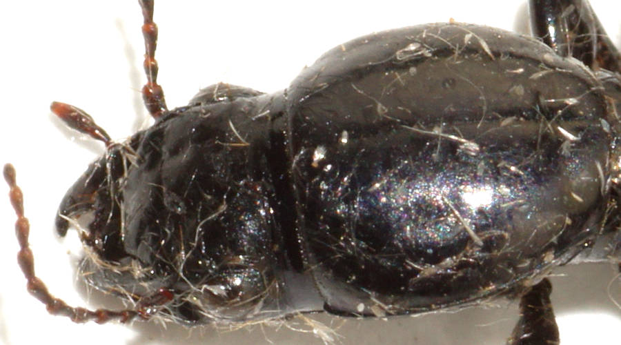 Lined Waxy Ground Beetle (Cerotalis sp ES02)