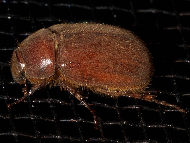Hairy Scarab Beetle (Melolonthinae sp ES06)