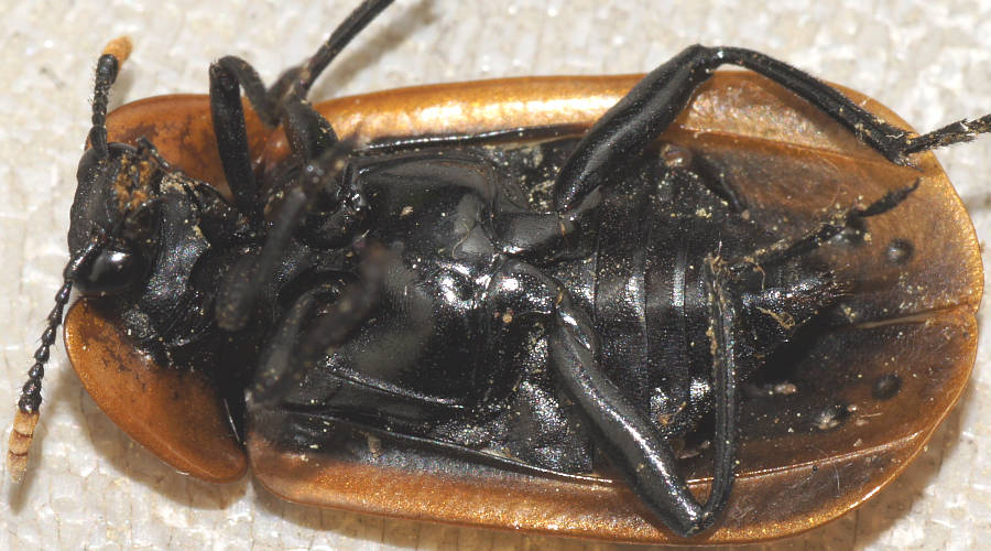 Carrion Beetle (Ptomaphila lacrymosa)