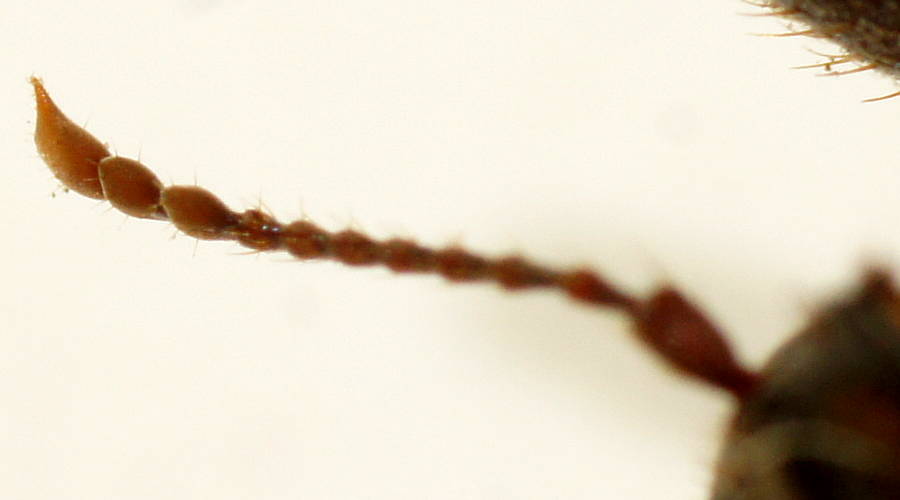 Spiny Clerid Beetle (Eunatalis spinicornis)
