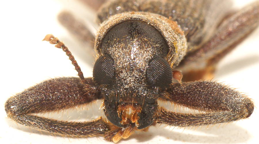 Spiny Clerid Beetle (Eunatalis spinicornis)