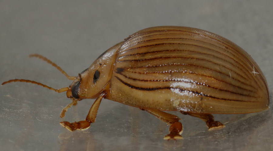 Striped Leaf Beetle (Paropsisterna intacta)