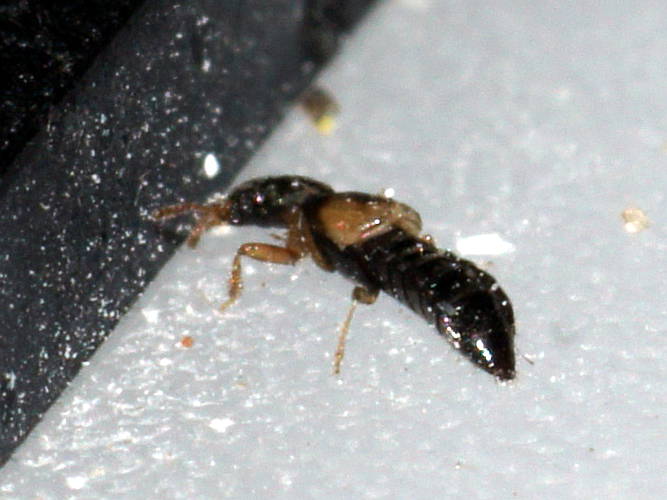 Tiny Rove Beetle (Staphylinidae sp ES01)