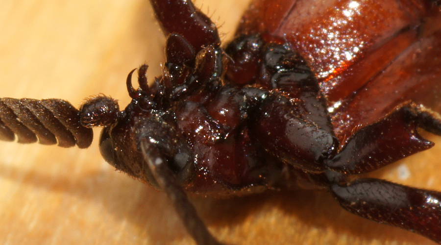 Ant-nest Beetle (Arthropterus sp)