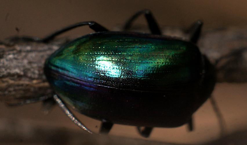 Chalcopterus Beetle (Chalcopteroides sp ES01)