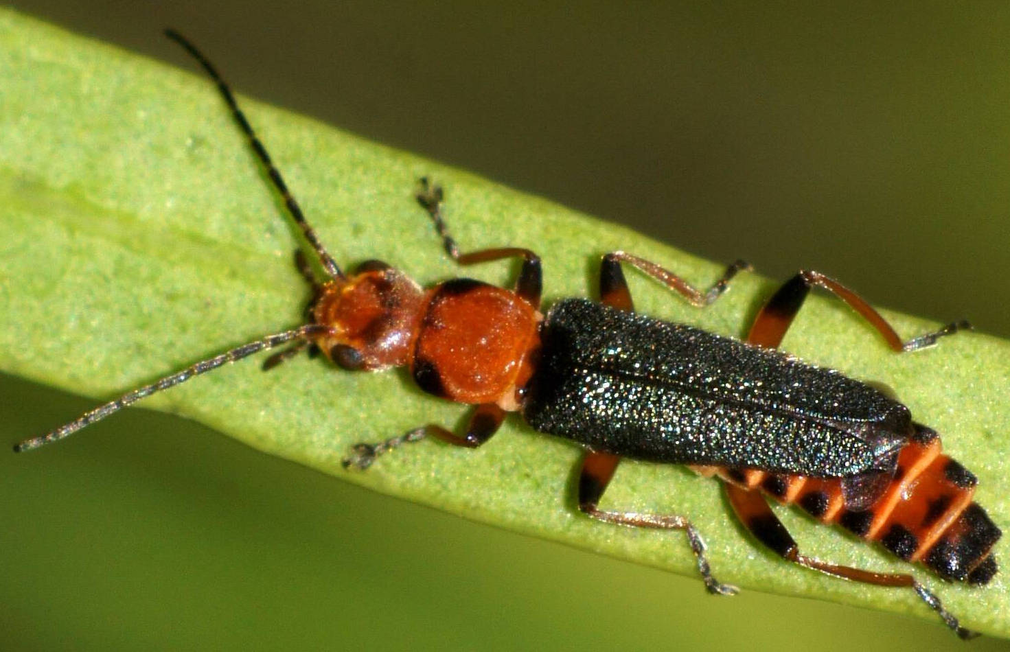 Pale-legged Soldier Beetle (Chauliognathus sp ES04)