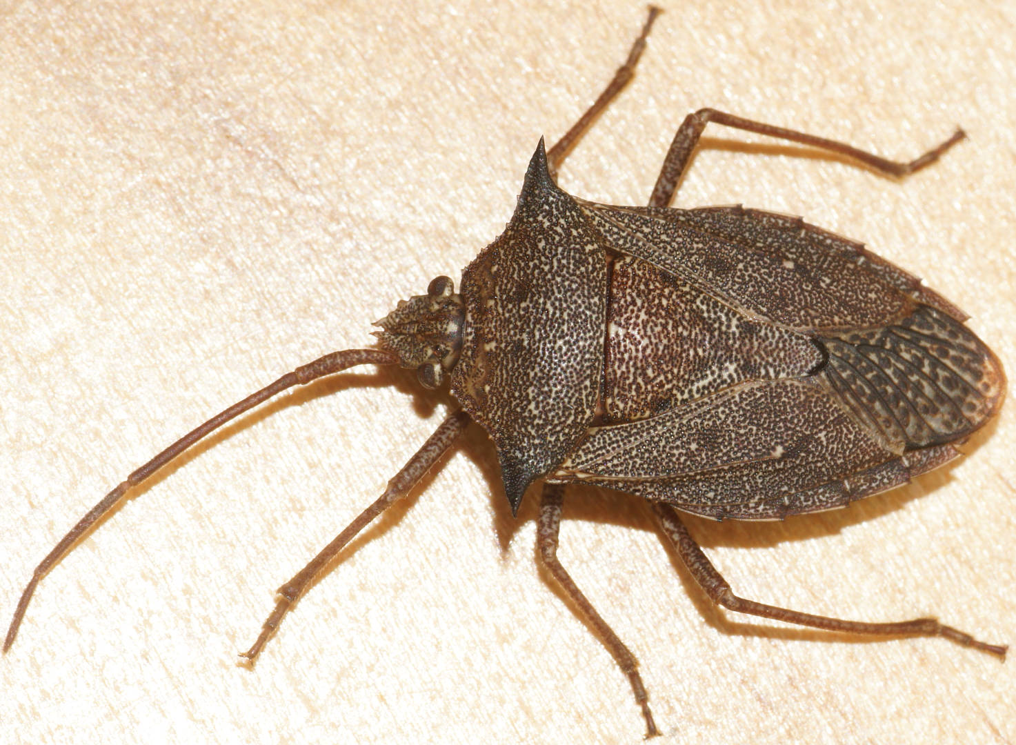 Spiny Shield Bug (Neagenor spinosus)