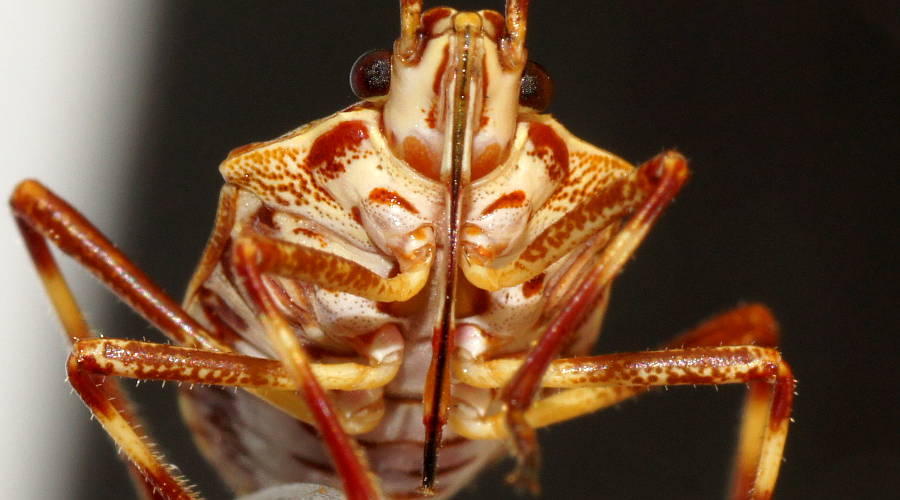 Reddish Shield Bug (Poecilometis alienus)