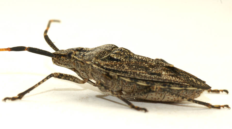 Acacia Shield Bug (Alcaeus lignicolor)
