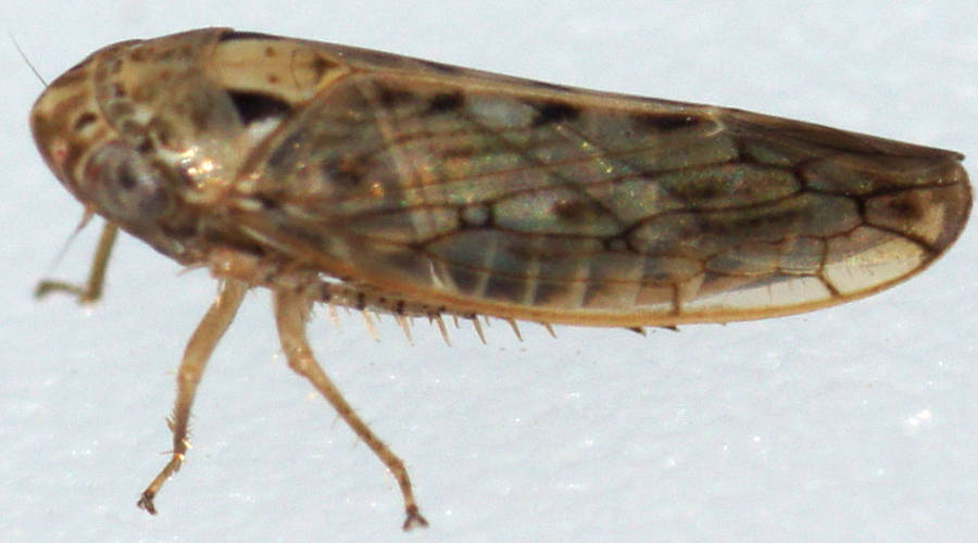 Black-spotted Planthopper (Cicadellidae sp ES04)