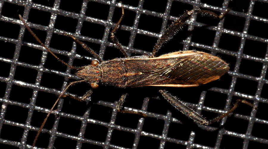 Brown Senna Bug (Melanacanthus cf scutellaris)